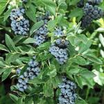 phardyblueforblueberryg
