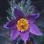anemonecfflopulsatillafoord