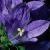 clusteredcflobellflower
