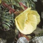 saxifragaflojuvenileburserianasulphurea1