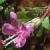 wildcflothyme