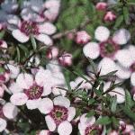 leptospermumfloscoparium1