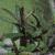 leptospermumfoltscoparium