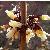 abeliophyllumcflodistichumwikimediacommons1a