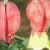 abutilonmegapotamicumflot9a