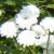 achilleacflospptmarmicathepearlreadcoblands1a