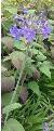 agapanthuscfloscampanulatushardyplantssociety1a