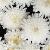 argyranthemumfloscmadeiradoublewhite1