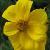 bidenscfloferulifoliagoldeneyegarnonswilliams1