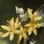 corokiacflot9cotoneaster