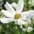 cosmoscflobipinnatuspuritygarnonswilliams2