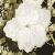 hydrangeafoltpetiolaris