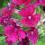 verbenacflo1claretgarnonswilliams1a