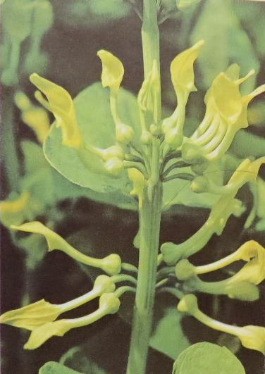 birthwortaristolochiaclematitispolunin