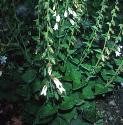 cornishfforbellflower