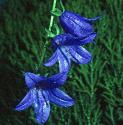 creepingfflosbellflower