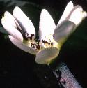 fflowaterhawthorn