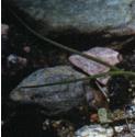 ffolmarsharrowgrass