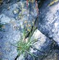 fforseaarrowgrass