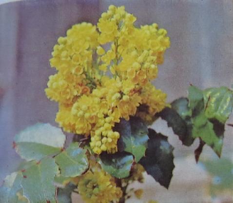 oregongrapemahoniaaquifoliumpolunin