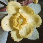 pbarberryflo