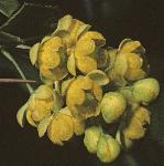 pbarberryflos