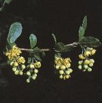 pbarberryflos1