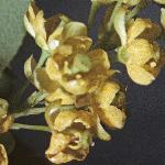 pbarberryflos2