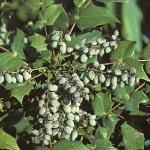 poregonforgrape