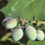 poregonfrugrape