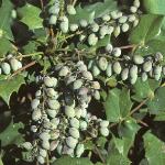 poregonfrusgrape1