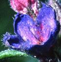 purplefflogromwell