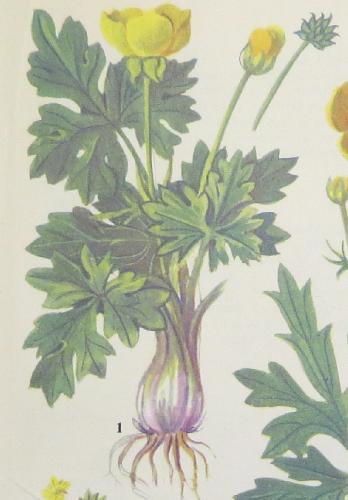 bulbousbuttercupformoxford
