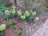 fIMG2074indexhelleborusfoetidusplantgarnonswilliams