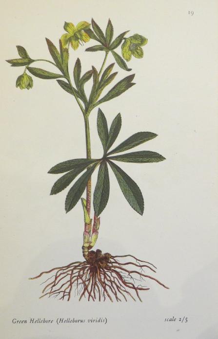 greenhelleboreillustrationhelleborusviridissalisbury
