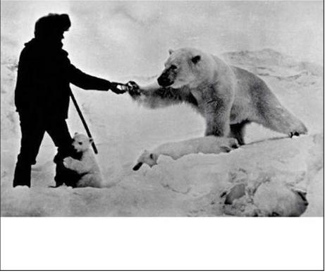 manfeedspolarbear