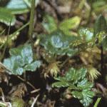 palpinefolmeadowrue