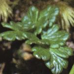 palpinefolsinglemeadowrue
