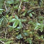 palpineformeadowrue