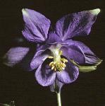 pcolumbineflo