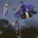 pcolumbineflos