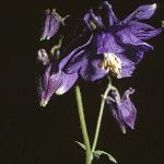 pcolumbineflos1