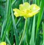 pgreaterflospearwortbritishflora