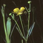 pgreaterflospearwort