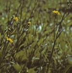 pgreaterflosspearwort