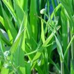 pgreaterfolspearwortbritishflora