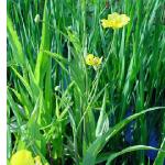 pgreaterforspearwortbritishflora
