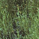 pgreaterforspearwort
