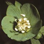 pgreenflohellebore