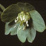 pgreenflo1hellebore